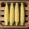 Allure, (F1) Corn Seed