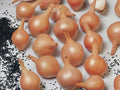 Ambition, Shallot Seeds