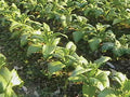 American 14, Tobacco Seed