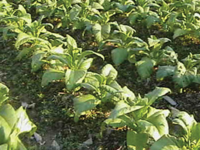 American 14, Tobacco Seed