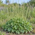 American Alum Root, Heuchera Seed