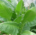 American 572, Tobacco Seed