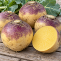 American Purple Top, Rutabaga Seed