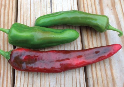 Anaheim Chili, Pepper Seeds