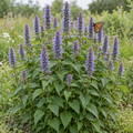Anise Hyssop, Agastache Seeds