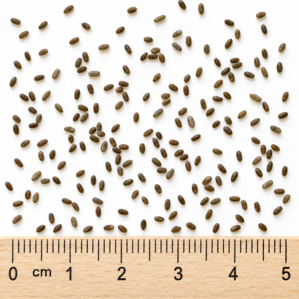 Anise Hyssop, Agastache Seed