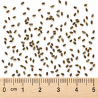 Anise Hyssop, Agastache Seed