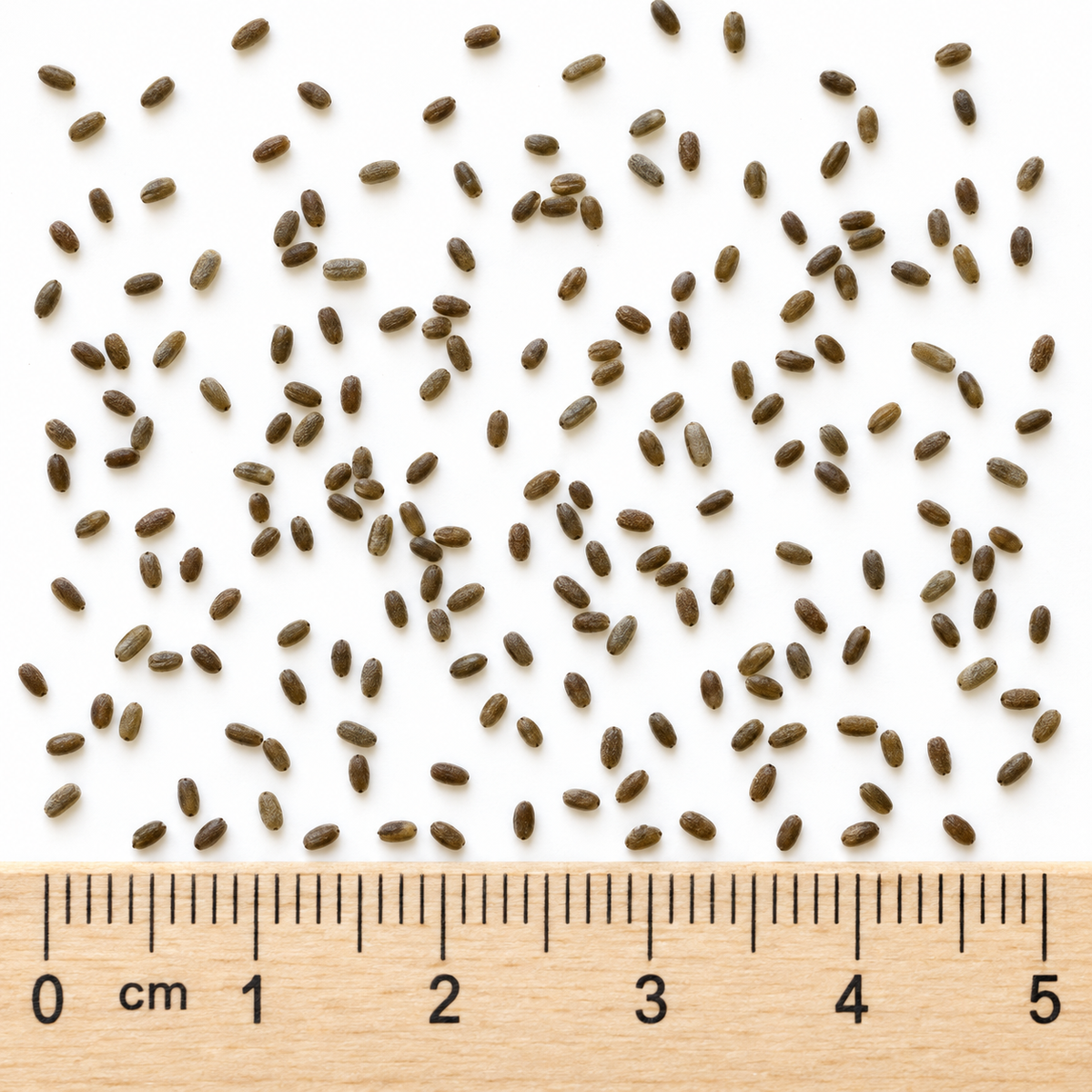 Anise Hyssop, Agastache Seed