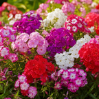 Annual Mix Phlox plant