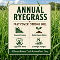 Annual Ryegrass soil building benefits
