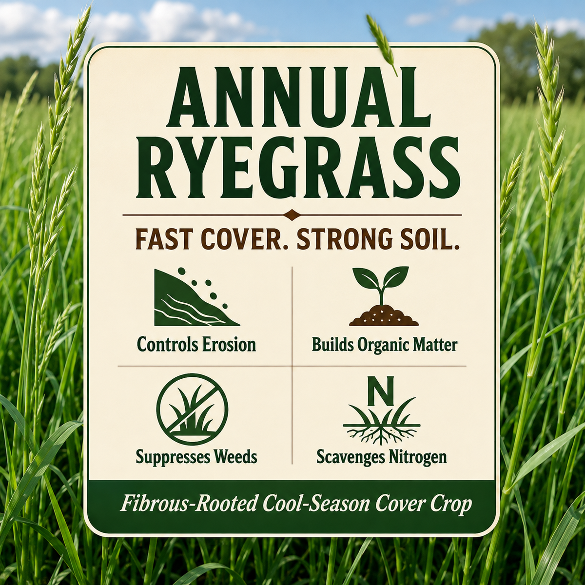 Annual Ryegrass soil building benefits