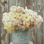 Antique Charm, Daffodil & Tulip Mix Bulbs