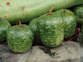 Big Apple, Gourd Seeds