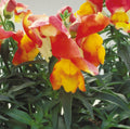 Apricot Floral Showers, (F1) Snapdragon Seeds
