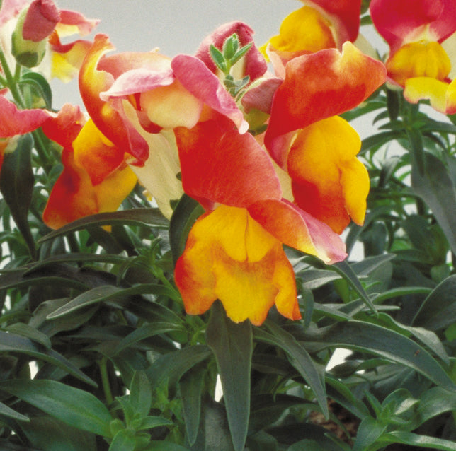 Apricot Floral Showers, (F1) Snapdragon Seeds