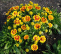 Arizona Apricot, Gaillardia
