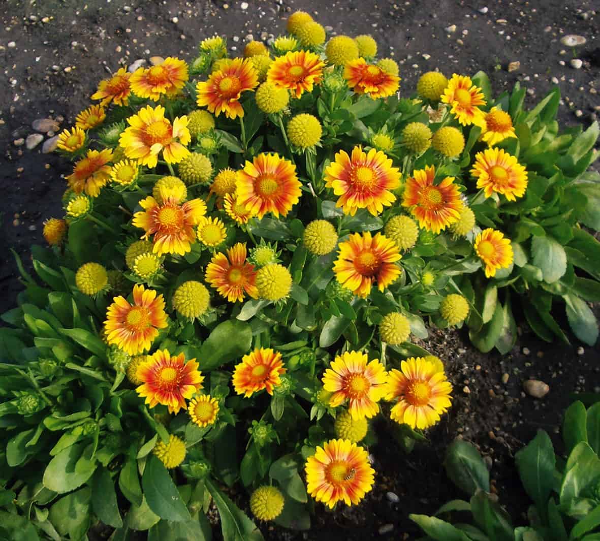Arizona Apricot, Gaillardia