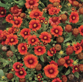 Arizona Red Shade, Gaillardia