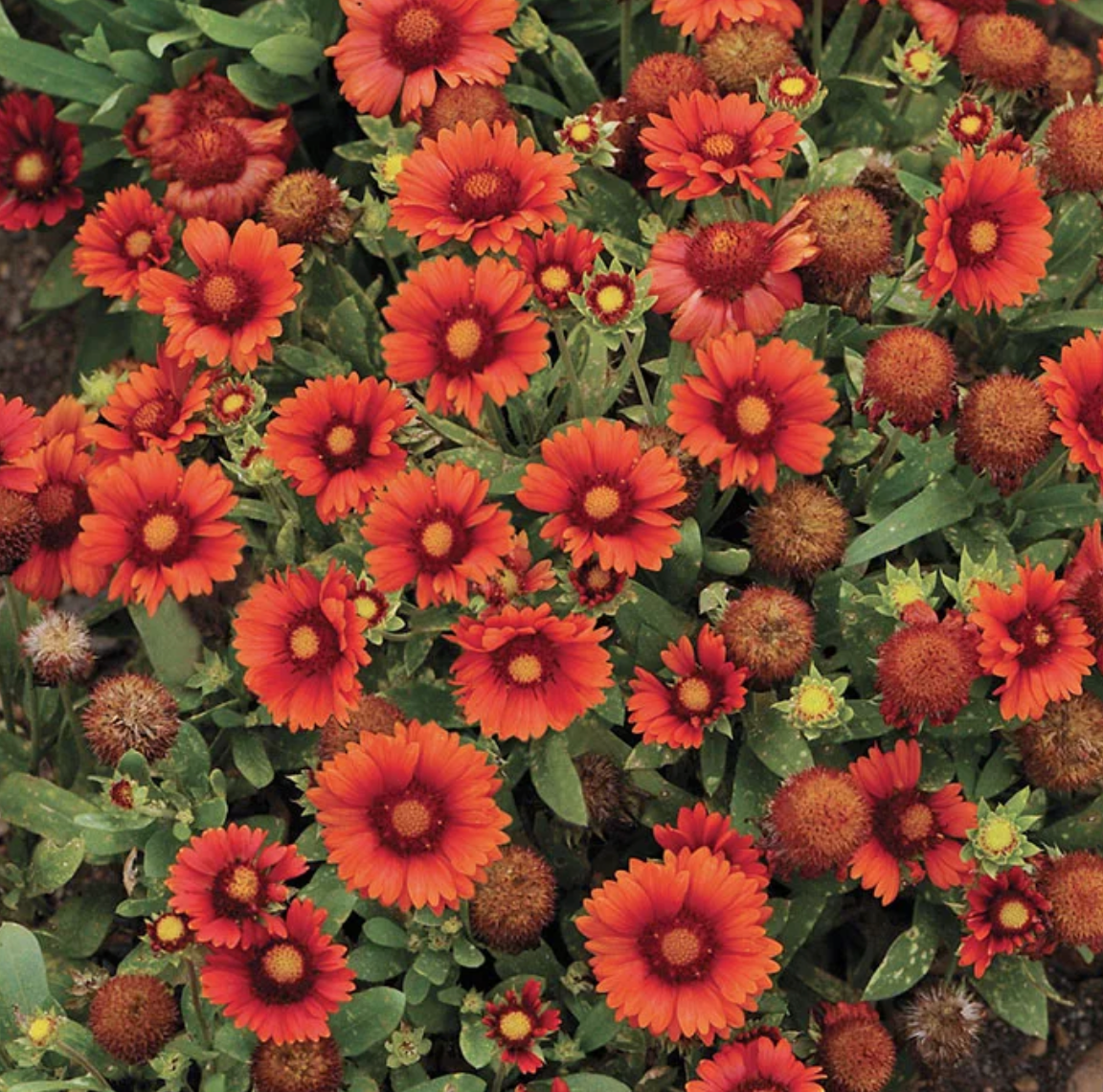 Arizona Red Shade, Gaillardia