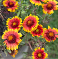 Arizona Sun, Gaillardia