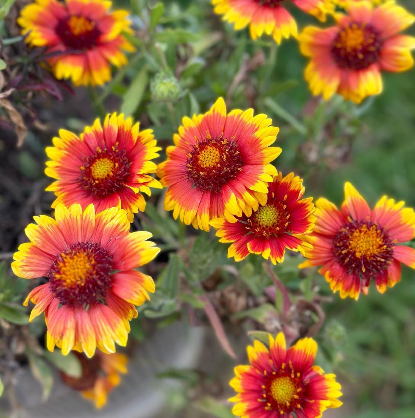Arizona Sun, Gaillardia