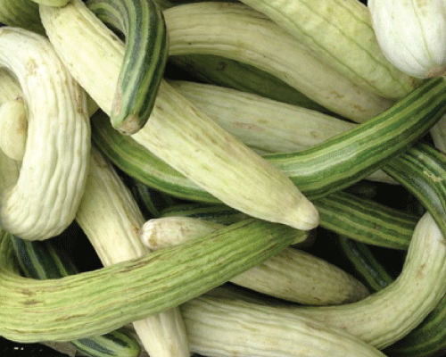 Armenian Mix, Cucumber Seeds