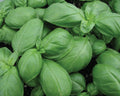 Aroma 2, Organic Basil Seeds
