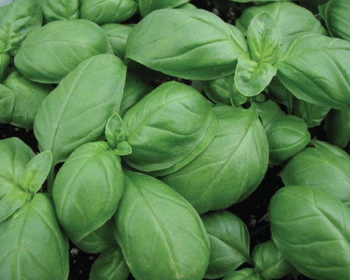 Aroma 2, Organic Basil Seeds