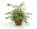 Bridal Creeper, Asparagus Fern Seed