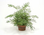 Bridal Creeper, Asparagus Fern Seed
