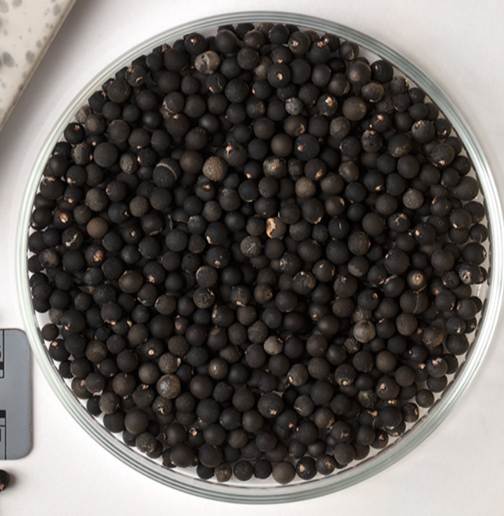 Mazeppa, Asparagus Fern Seed