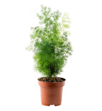 Myriocladus, Asparagus Fern Seed