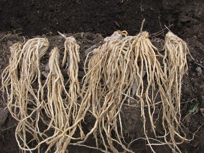 Popular Mix, Asparagus Roots