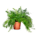 Mazeppa, Asparagus Fern Seed