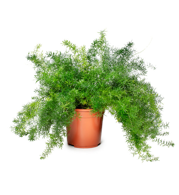 Mazeppa, Asparagus Fern Seed