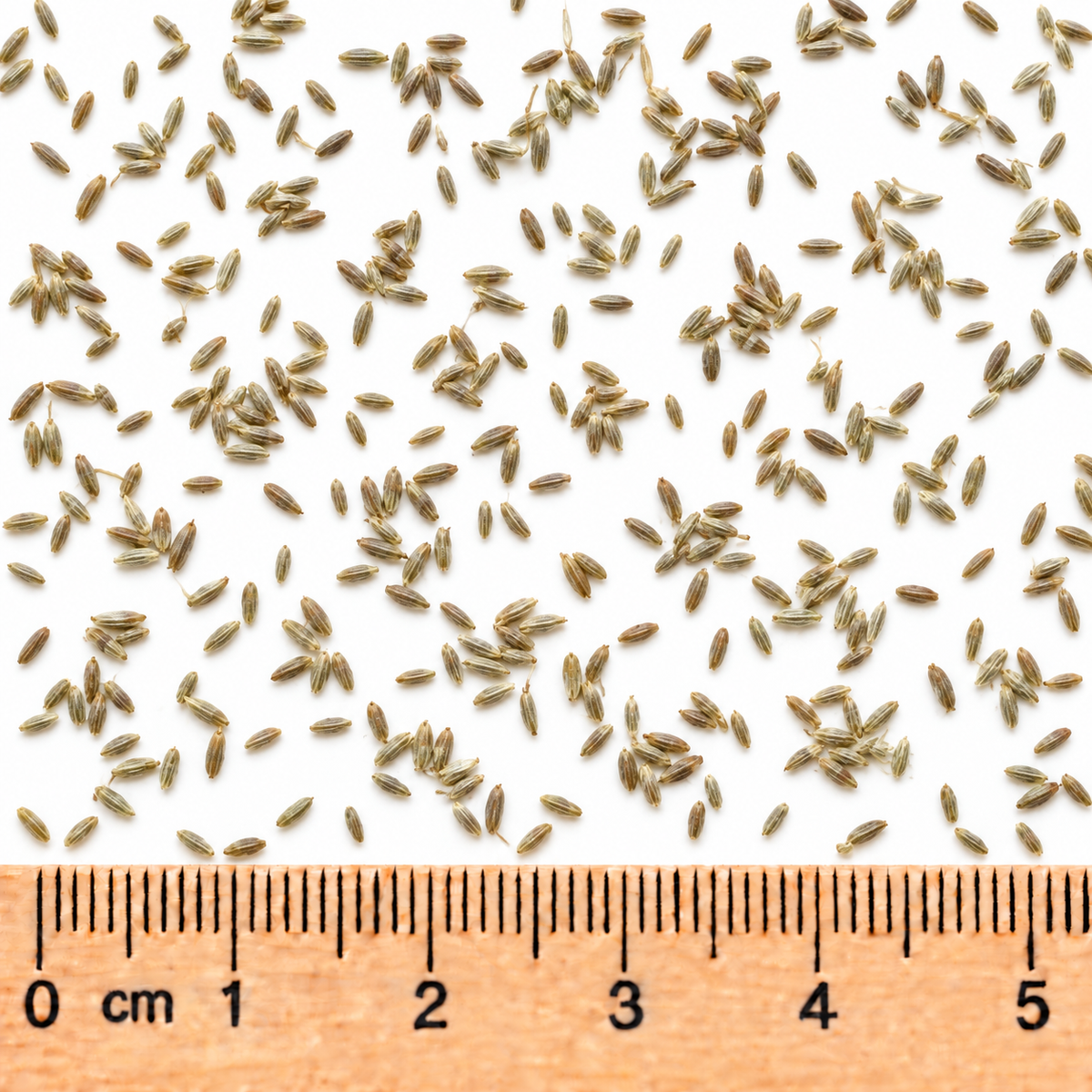 Drummond's, Aster Seed