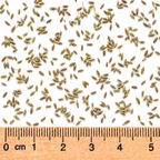 Heath, Aster Seed