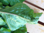 Astro Arugula, Green Seeds