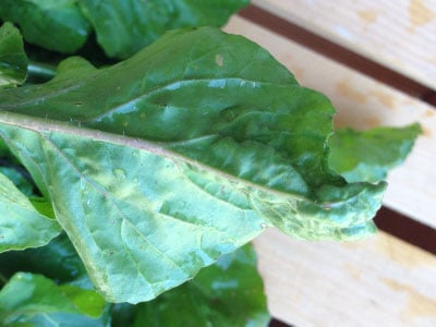 Astro Arugula, Green Seeds
