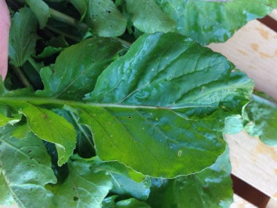 Astro Arugula, Green Seeds