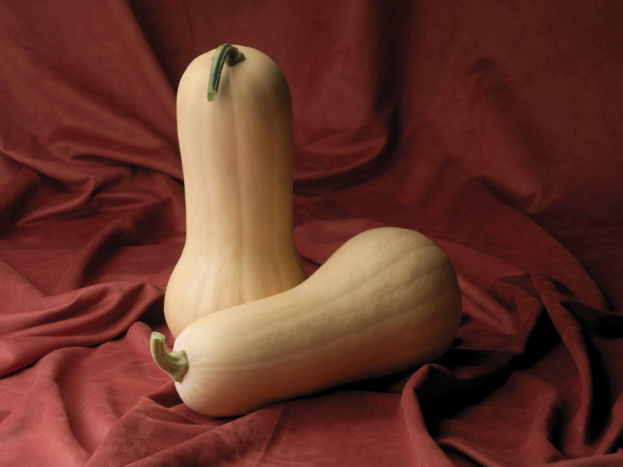 Atlas, (F1) Squash Seeds