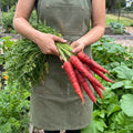 Atomic Red, Carrot Seeds