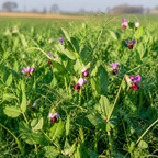 Austrian Winter Pea field crop