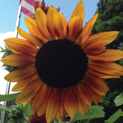 Autumn Beauty, Sunflower Seeds