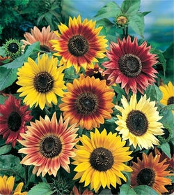 Autumn Beauty, Sunflower Seeds