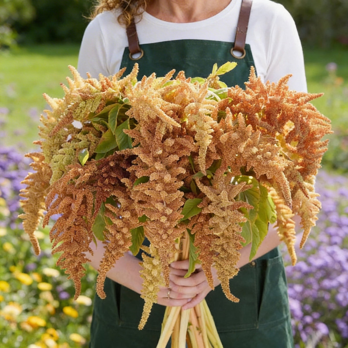 Autumns Touch, Amaranthus Seeds