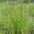 Awl-fruited Sedge, Carex Seed