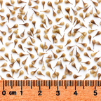 Awl-fruited Sedge, Carex Seed