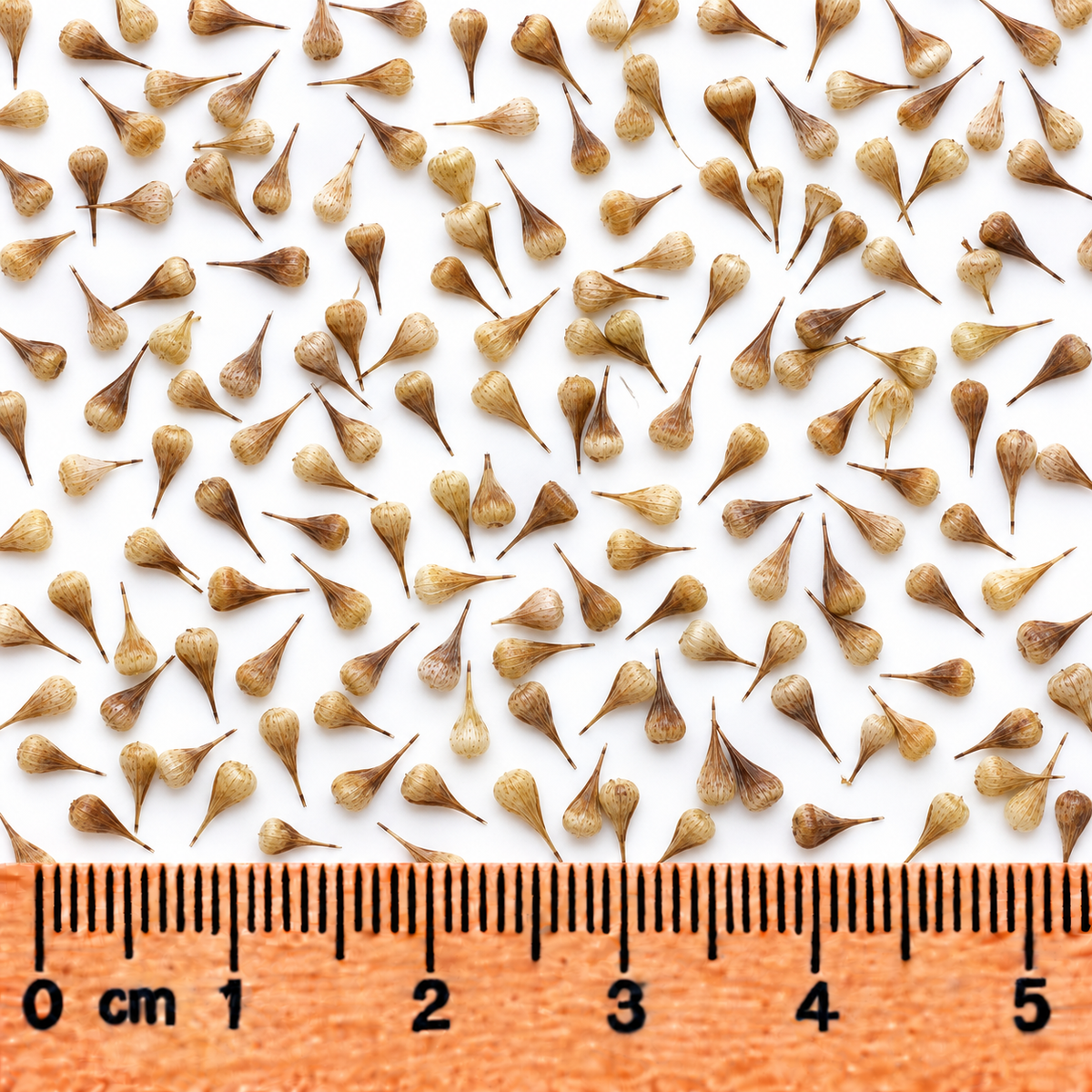 Awl-fruited Sedge, Carex Seed