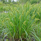 Awl-fruited Oval Sedge, Carex Seed